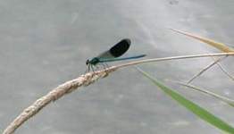 Gebnderte Prachtlibelle