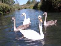 Hckerschwan